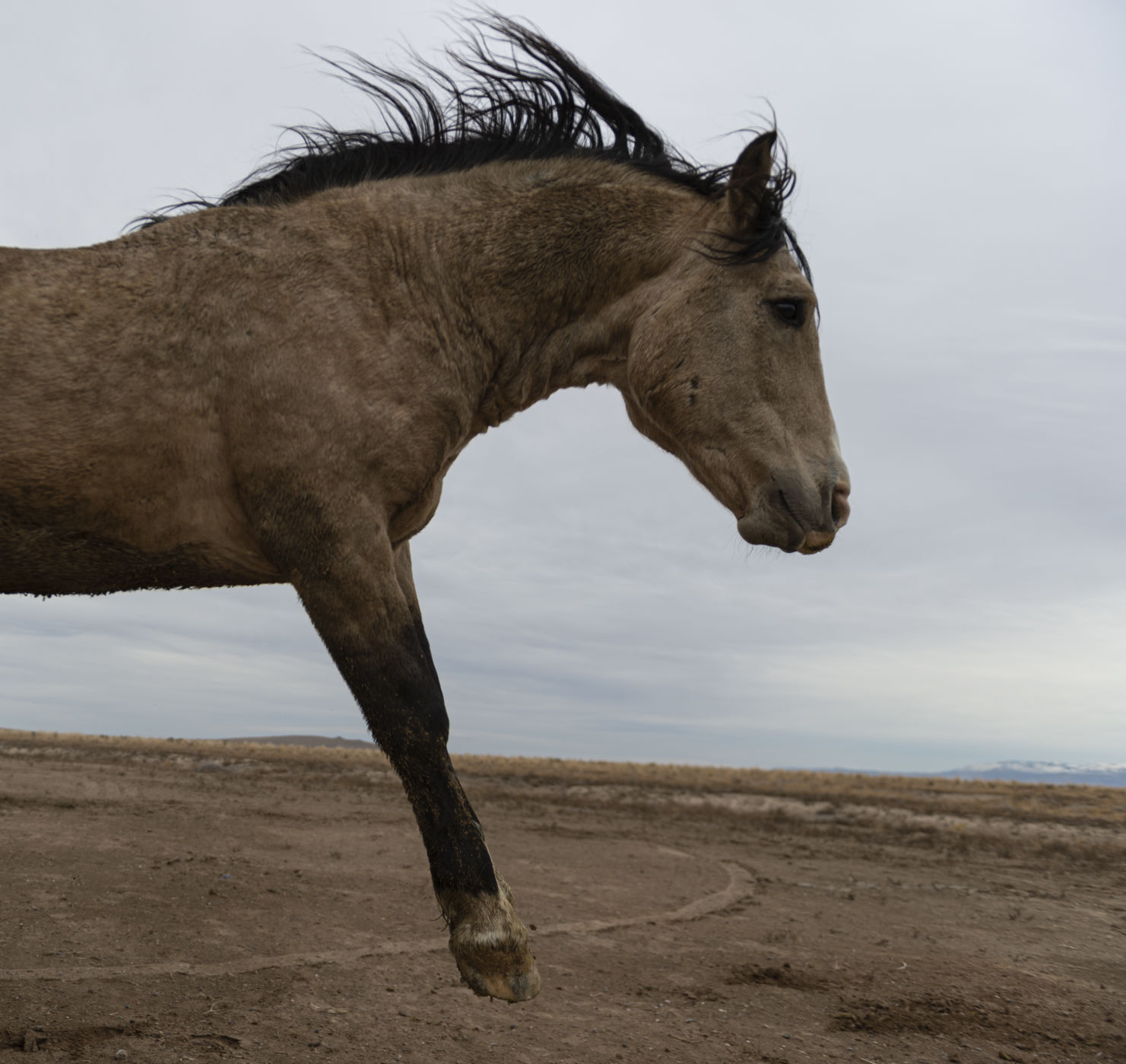 BLM releases 11 horses back into the wild